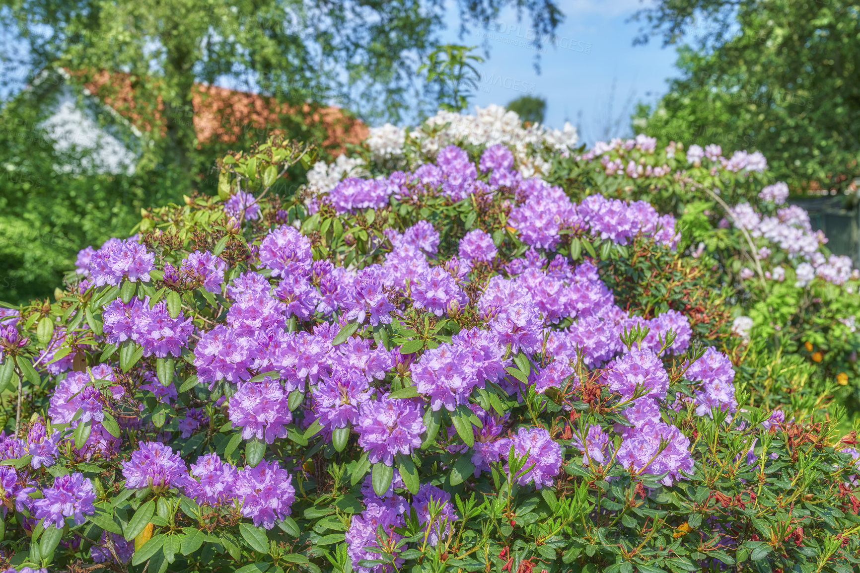 Buy stock photo A series of photos of rhododendron in garden