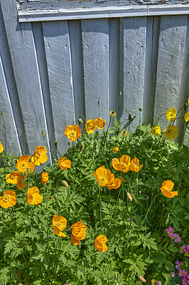 Buy stock photo A series of beautiful garden photos