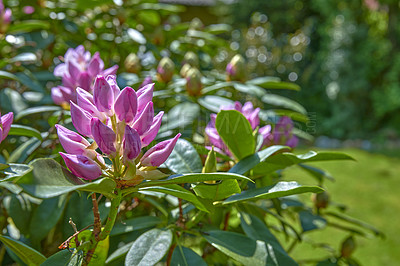 Buy stock photo A series of photos of rhododendron in garden