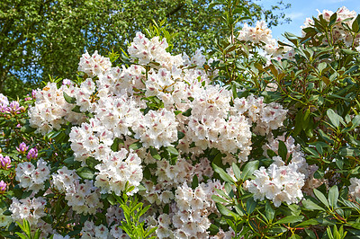 Buy stock photo Rhododendron is a genus of 1,024 species of woody plants in the heath family, either evergreen or deciduous, and found mainly in Asia, although it is also widespread throughout the Southern Highlands of the Appalachian Mountains of North America.