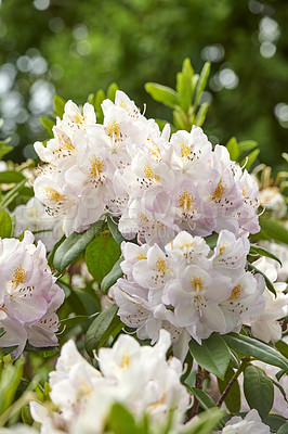 Buy stock photo Rhododendron is a genus of 1,024 species of woody plants in the heath family, either evergreen or deciduous, and found mainly in Asia, although it is also widespread throughout the Southern Highlands of the Appalachian Mountains of North America.