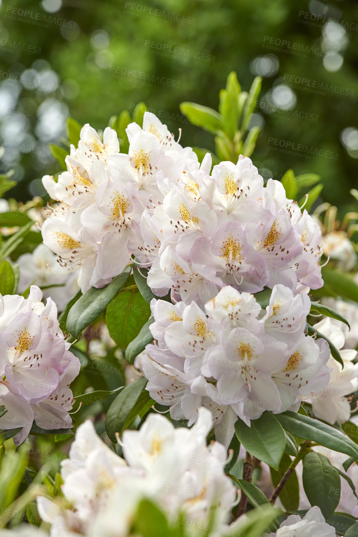 Buy stock photo Rhododendron is a genus of 1,024 species of woody plants in the heath family, either evergreen or deciduous, and found mainly in Asia, although it is also widespread throughout the Southern Highlands of the Appalachian Mountains of North America.