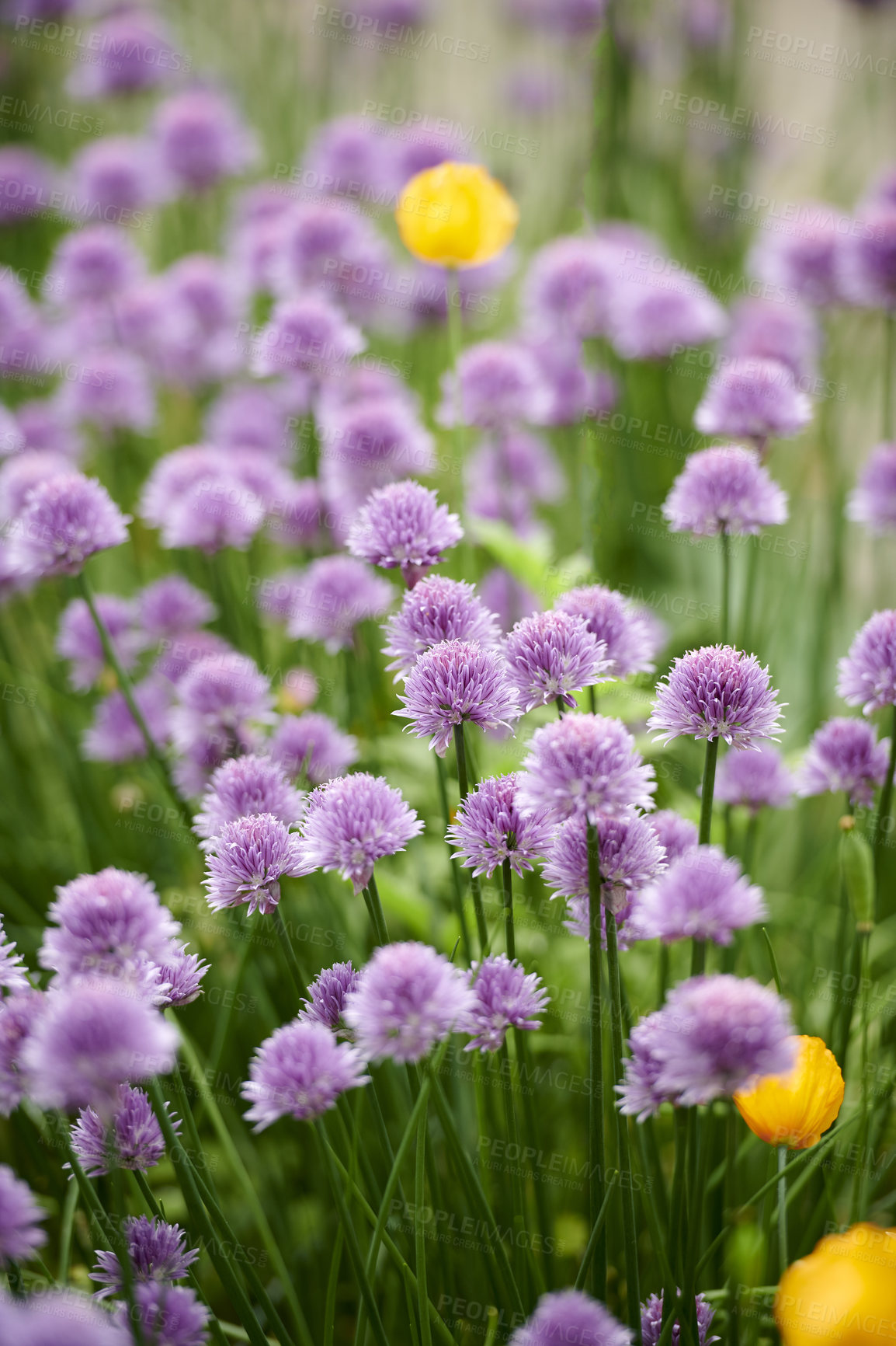 Buy stock photo A series of beautiful garden photos