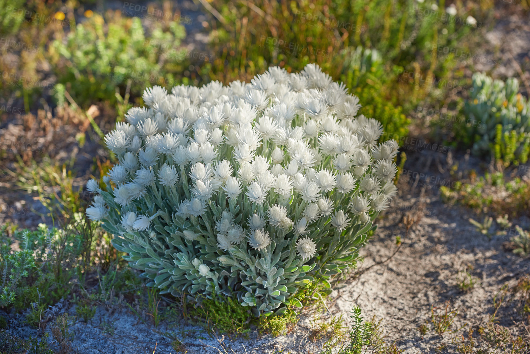 Buy stock photo White everlastings, or syncarpha, growing outside in their natural habitat. Plant life and vegetation growing and thriving on mountain terrain in a lucious and protected nature conservation area