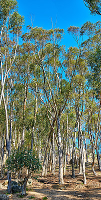 Buy stock photo Beautiful tall trees growing in nature on sunny day. Green leaves on tree branches on a tranquil mountain in Cape Town, South Africa. Greenery in the wild, a forest of serene beauty and harmony