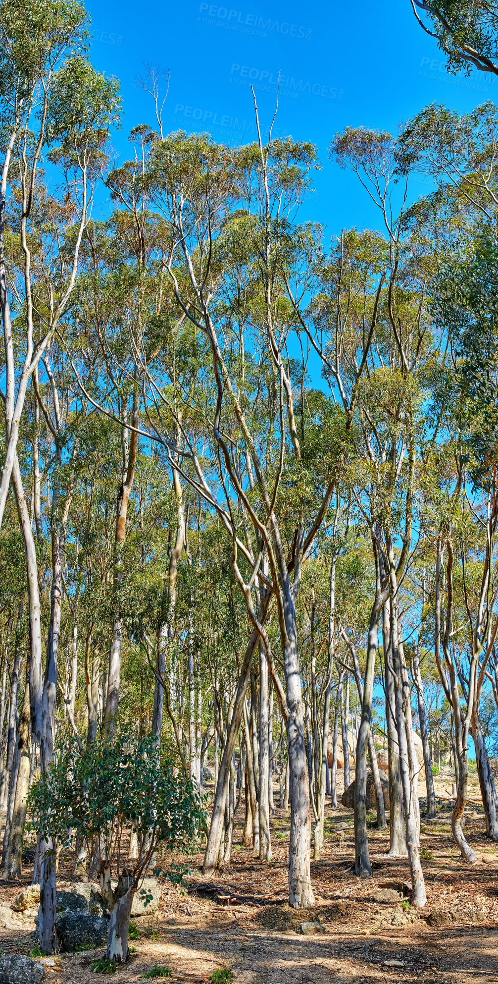 Buy stock photo Beautiful tall trees growing in nature on sunny day. Green leaves on tree branches on a tranquil mountain in Cape Town, South Africa. Greenery in the wild, a forest of serene beauty and harmony