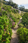 Mountain trail - Table Mountain National Park