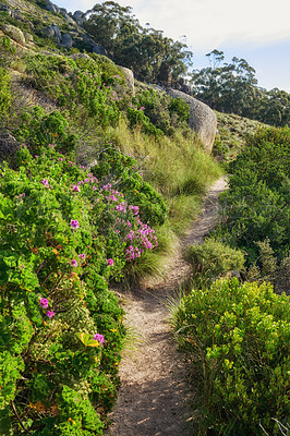 Buy stock photo Nature scenery and walking path or hiking trail on a mountain surrounded by plants, trees and flowers on a sunny day in Spring. A beautiful view of a forest in the distance on a rocky cliff.