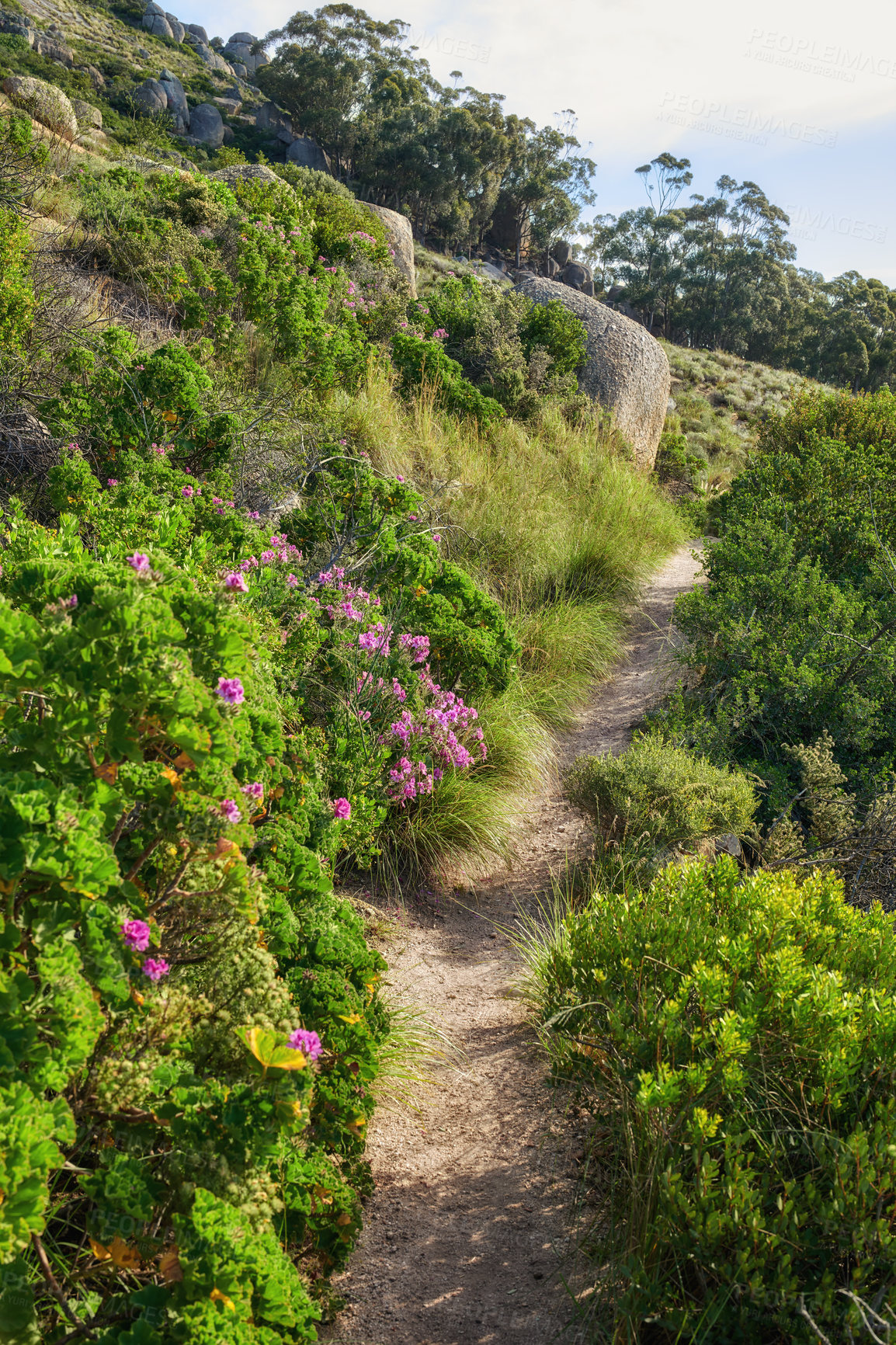 Buy stock photo Nature scenery and walking path or hiking trail on a mountain surrounded by plants, trees and flowers on a sunny day in Spring. A beautiful view of a forest in the distance on a rocky cliff.