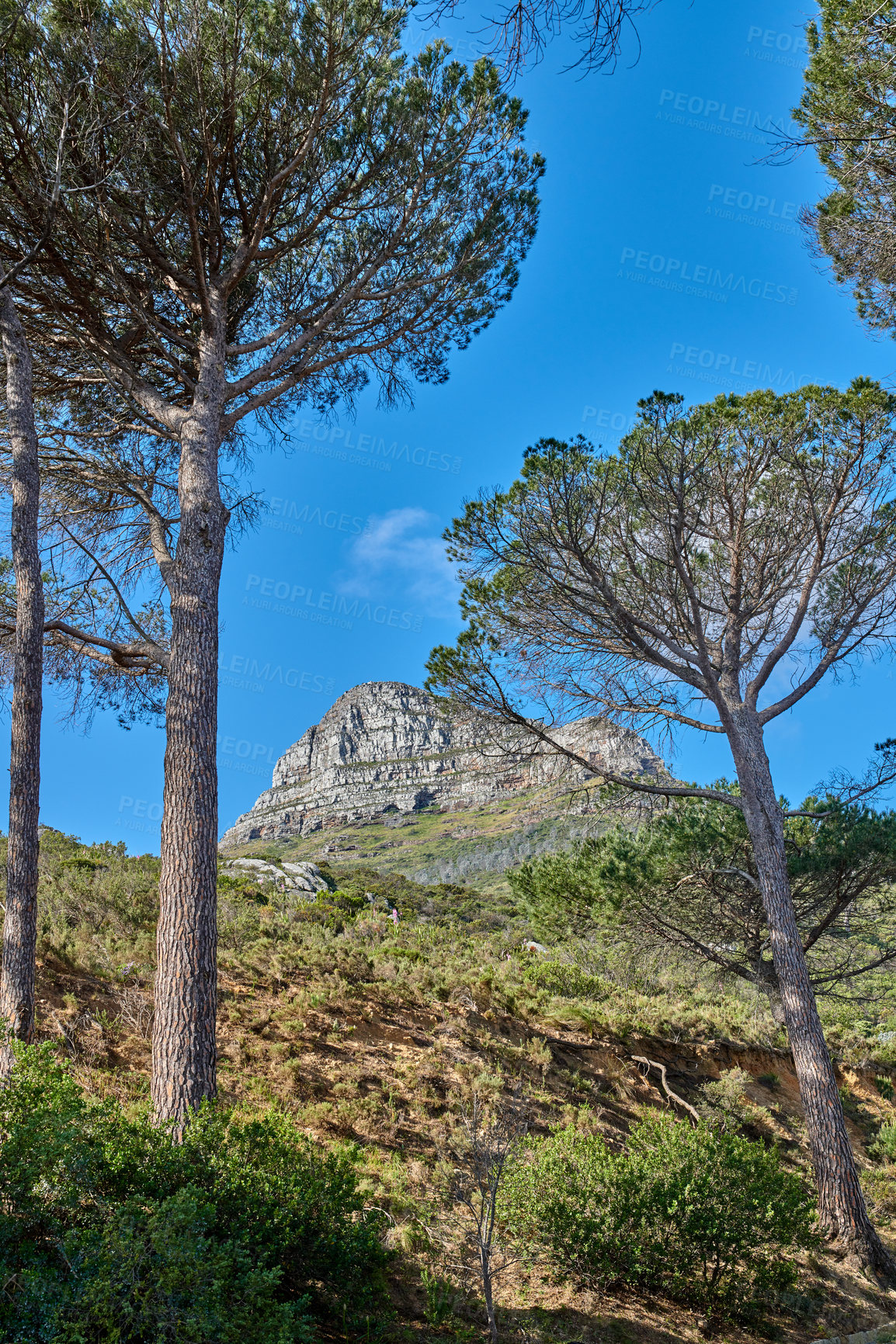 Buy stock photo Landscape view of Lions Head mountain, Monterey pine tree forest and blue sky in remote hiking area or tourism destination in South Africa. Calm, serene or tranquil countryside for relaxing in nature