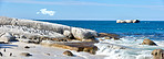 Penguins at Boulders Beach