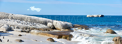 Buy stock photo Black-footed penguin at Boulders Beach, Simonstown, South Africa