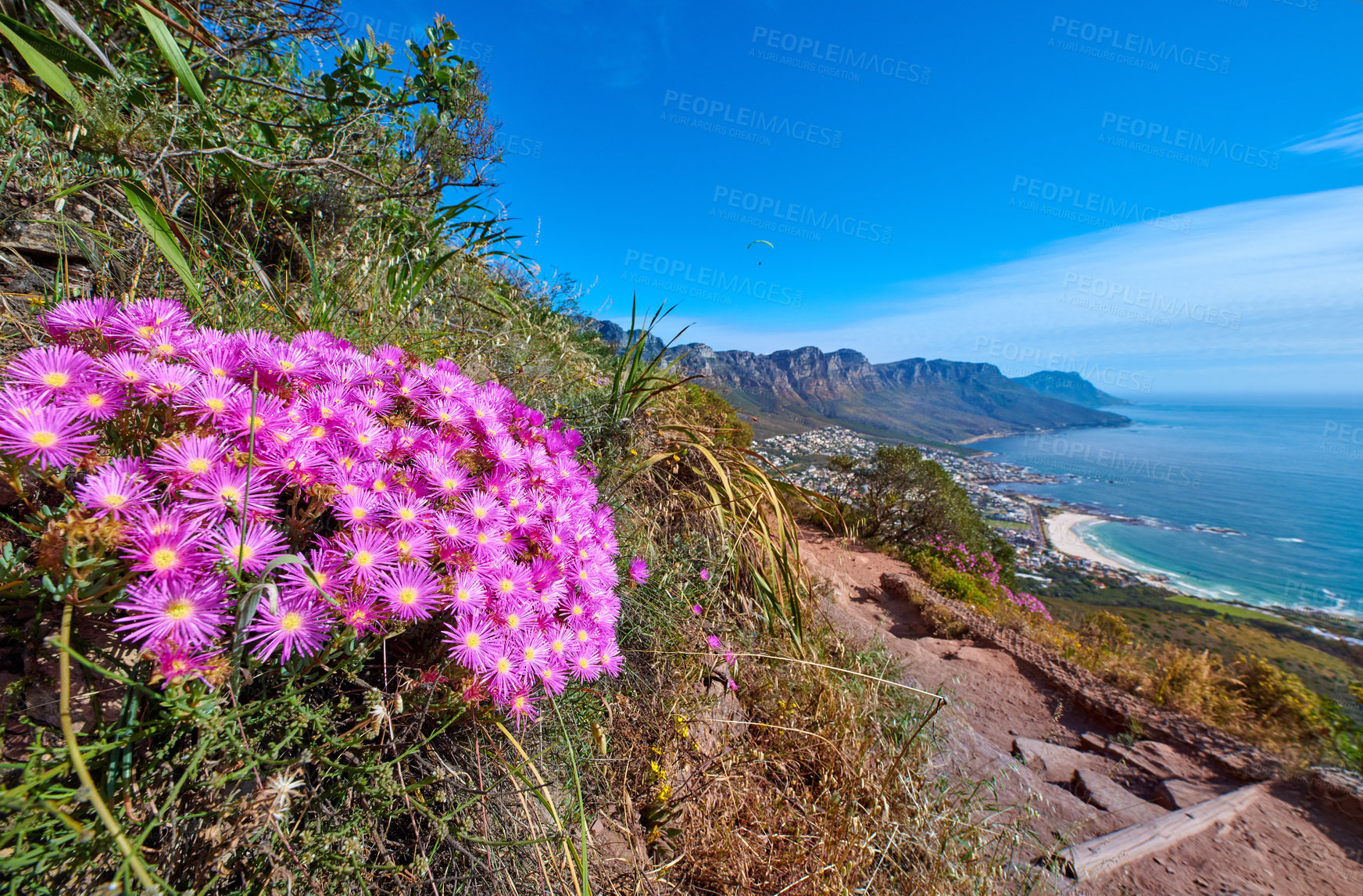 Buy stock photo Mountain trails on Lion's Head, Table Mountain National Park, Cape Town, South Africa