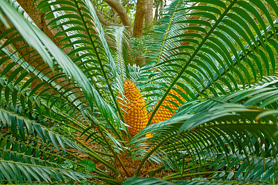 Buy stock photo Vibrant and large green cycad growing and thriving in a lush botanical garden on a sunny day in spring. Closeup of a big leafy plant species blooming in a natural and protected forest environment