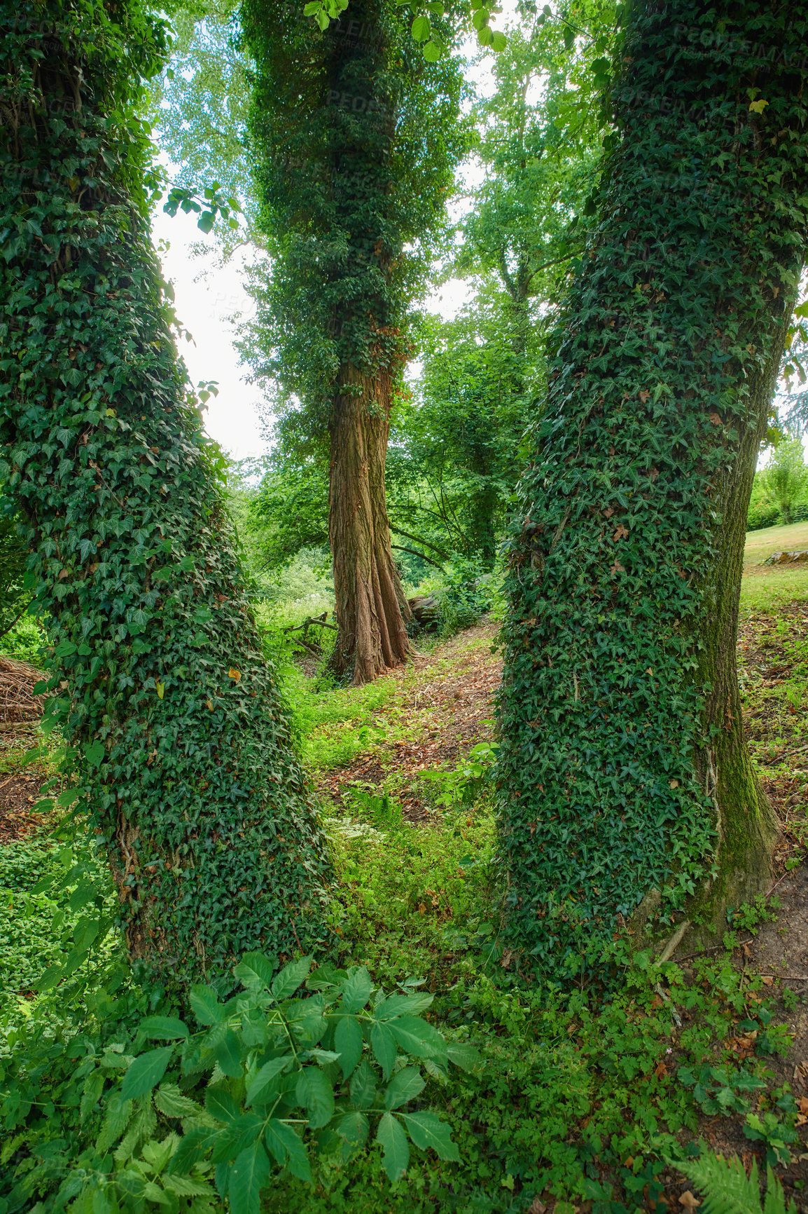 Buy stock photo A protected nature conservation area in the beautiful wilderness. Bright green leaves growing on oak trees in a dense forest landscape. Closeup of lush flora and foliage thriving in mother nature. 