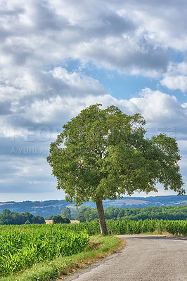 Buy stock photo Tree beside a street through farm land in the lush green countryside near a road on a sunny day in rural France. Quiet nature landscape of vibrant plants on an empty path near Lyon with copy space