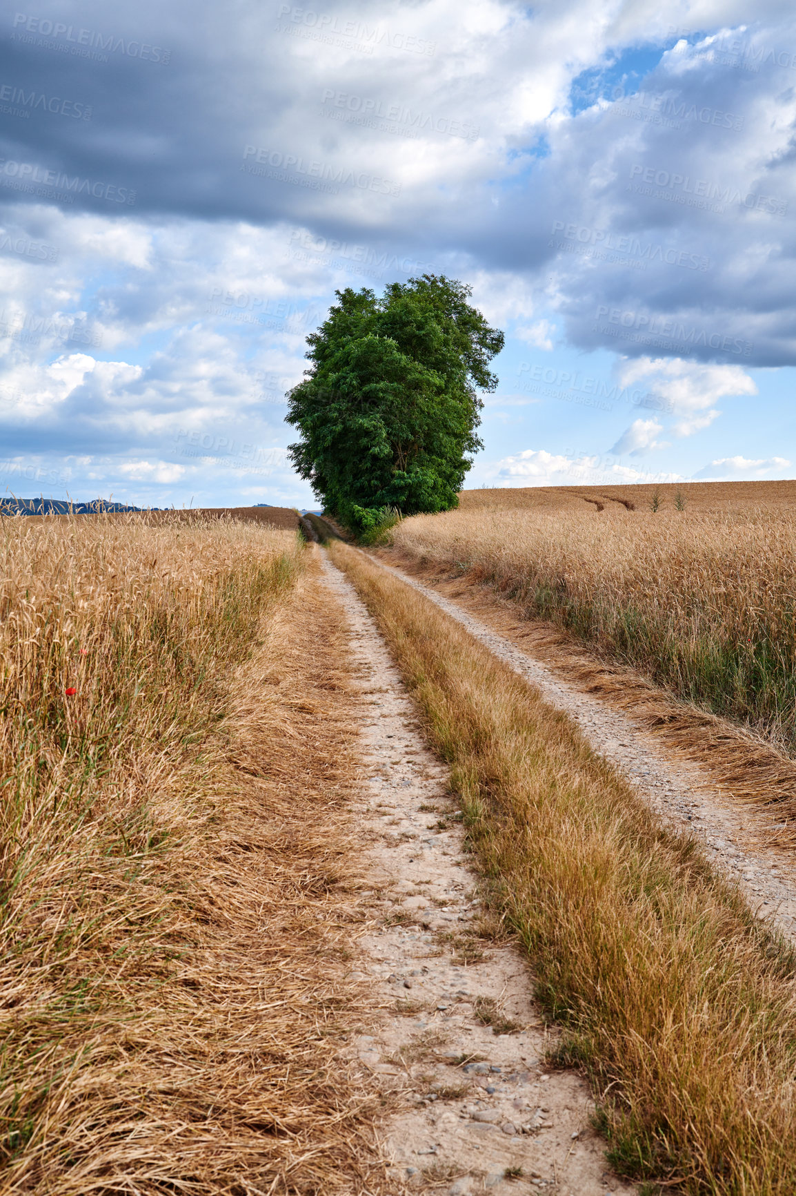 Buy stock photo Beautiful landscape of a farm with a path and lush tree against a cloudy blue sky background. Large land with brown grass and a vanishing dirt road. Empty and remote field in a peaceful environment