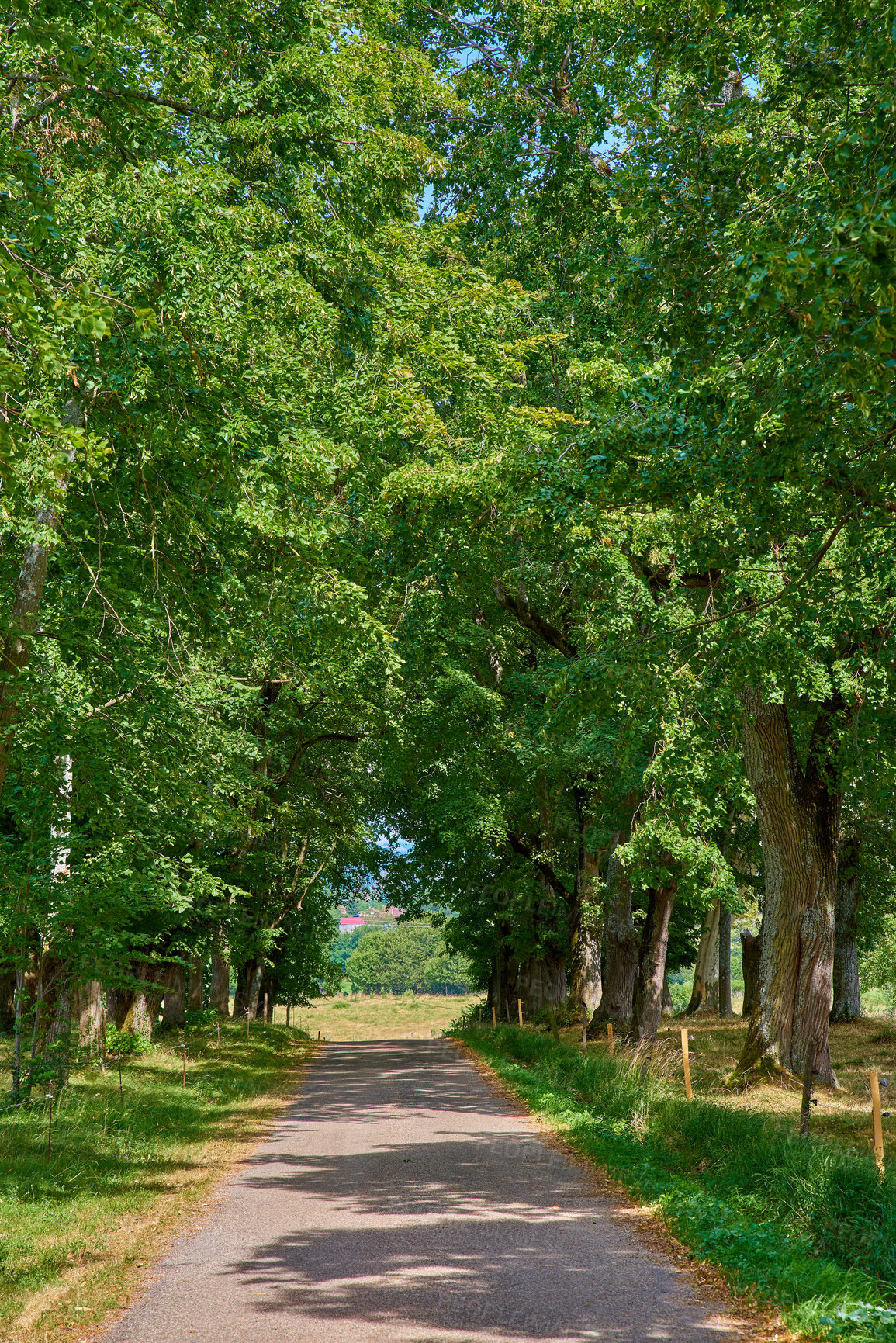 Buy stock photo Quiet countryside road between forest trees and grassland or a farm pasture in a remote area. Landscape of an empty, scenic and secluded path with leaves providing shade along farmland with greenery