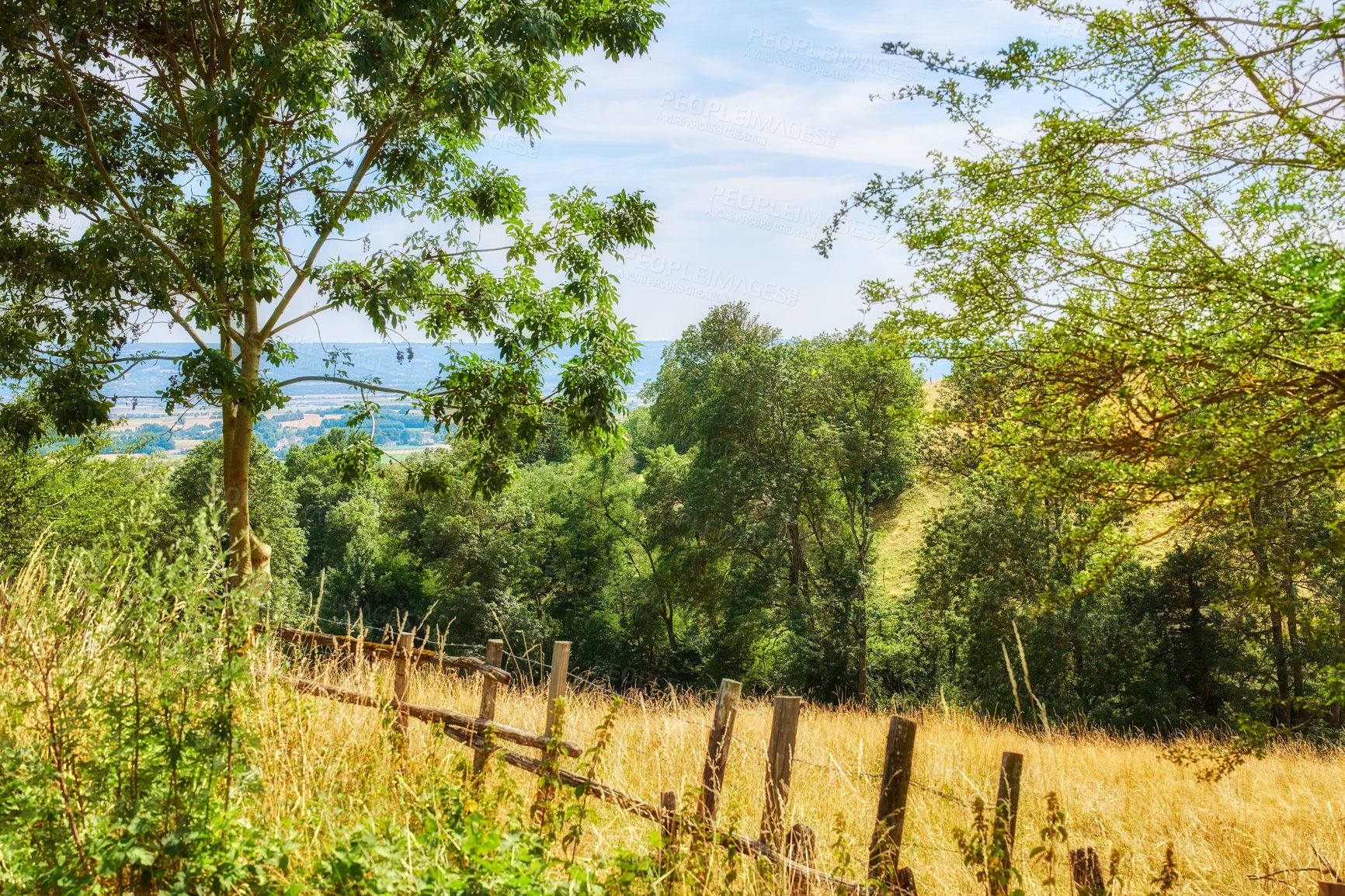 Buy stock photo Nature filled with plants and trees in a forest or woods on a sunny day in Spring or Summer. View of beautiful farmland landscape in the countryside with a blue sky in the background.