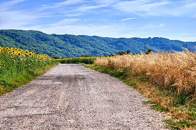 Buy stock photo Rural road view with a green farming landscape in the countryside. Charming nature setting with fresh sunflower and barley farm fields. Isolated agriculture scene with trees, grass, and a blue sky.