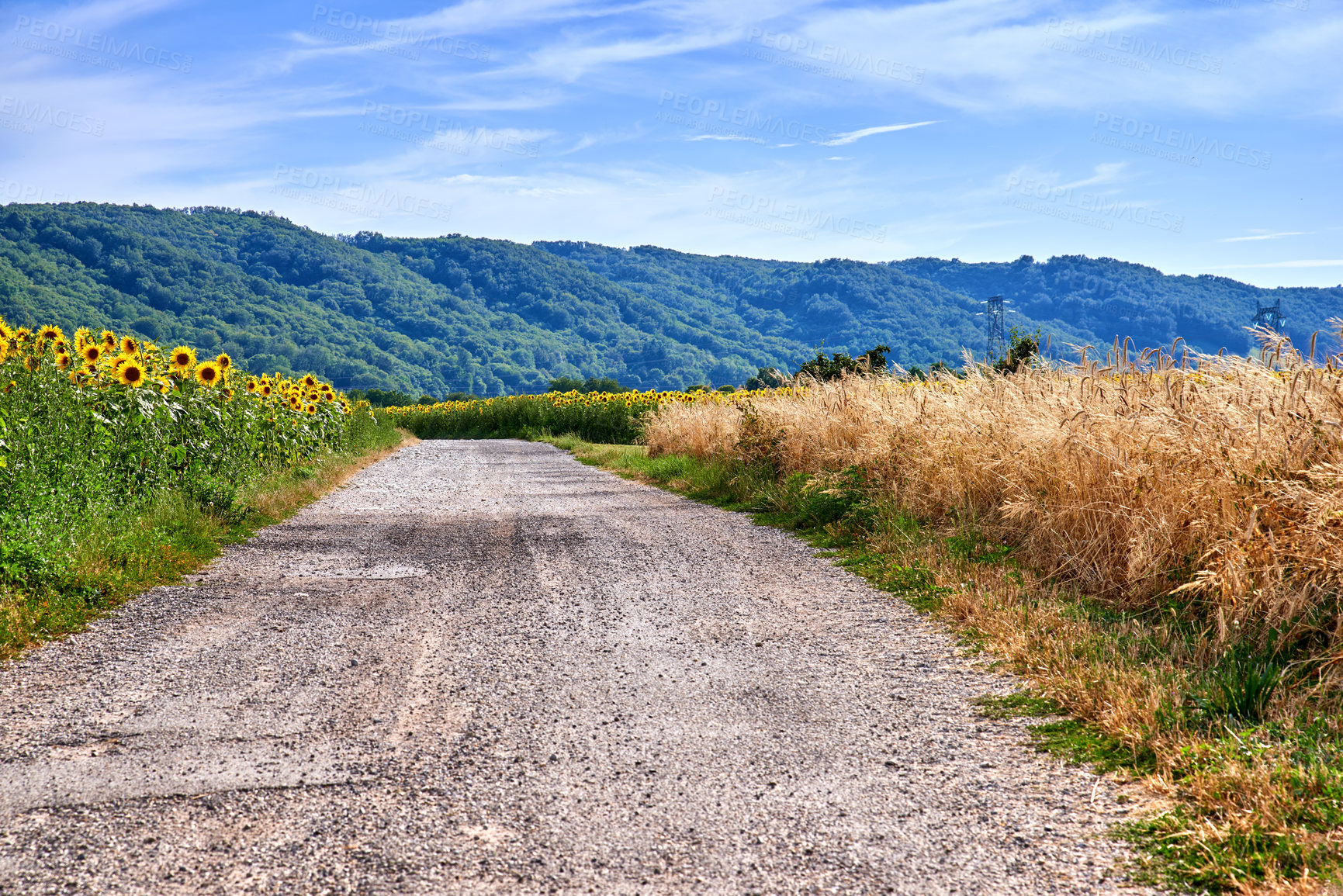 Buy stock photo Rural road view with a green farming landscape in the countryside. Charming nature setting with fresh sunflower and barley farm fields. Isolated agriculture scene with trees, grass, and a blue sky.