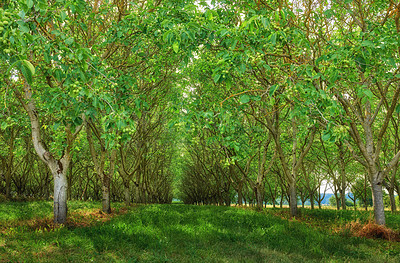 Buy stock photo Natural green forest field view in nature. Beautiful trail through tall trees setting a path surrounded by grass, leaves and tree oak. Detailed greenery forming shadows on the land around life.