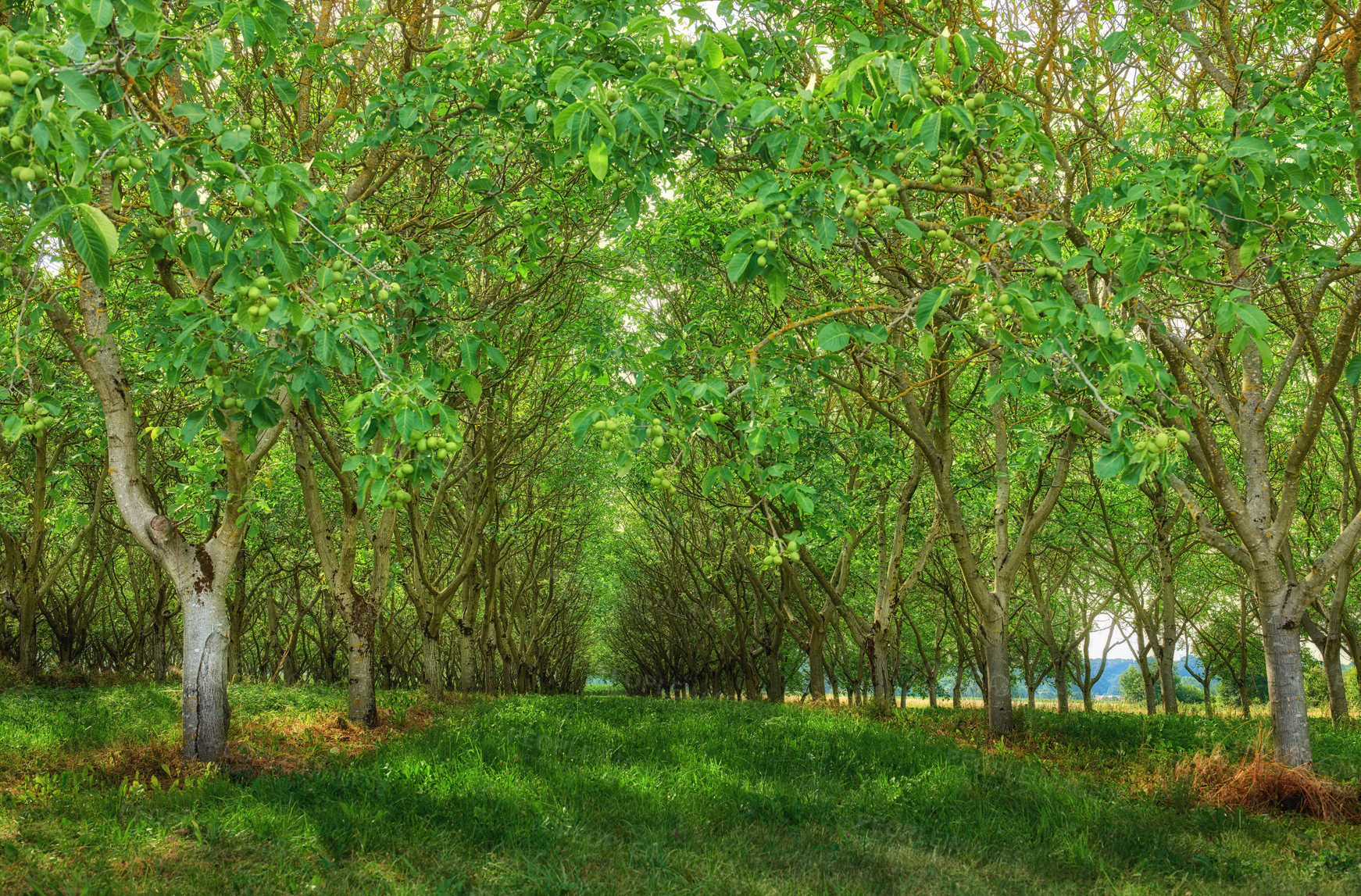 Buy stock photo Natural green forest field view in nature. Beautiful trail through tall trees setting a path surrounded by grass, leaves and tree oak. Detailed greenery forming shadows on the land around life.