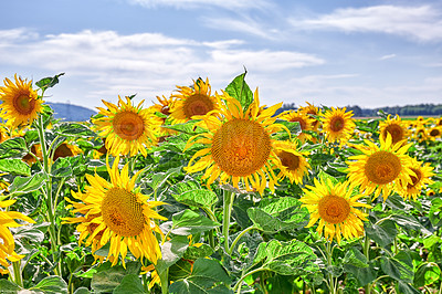 Buy stock photo Yellow sunflowers growing in a countryside and cloudy sky. Beautiful agriculture landscape of many bright summer flowers in sunshine. Perennial sunflower plants on a cultivated farm land with houses