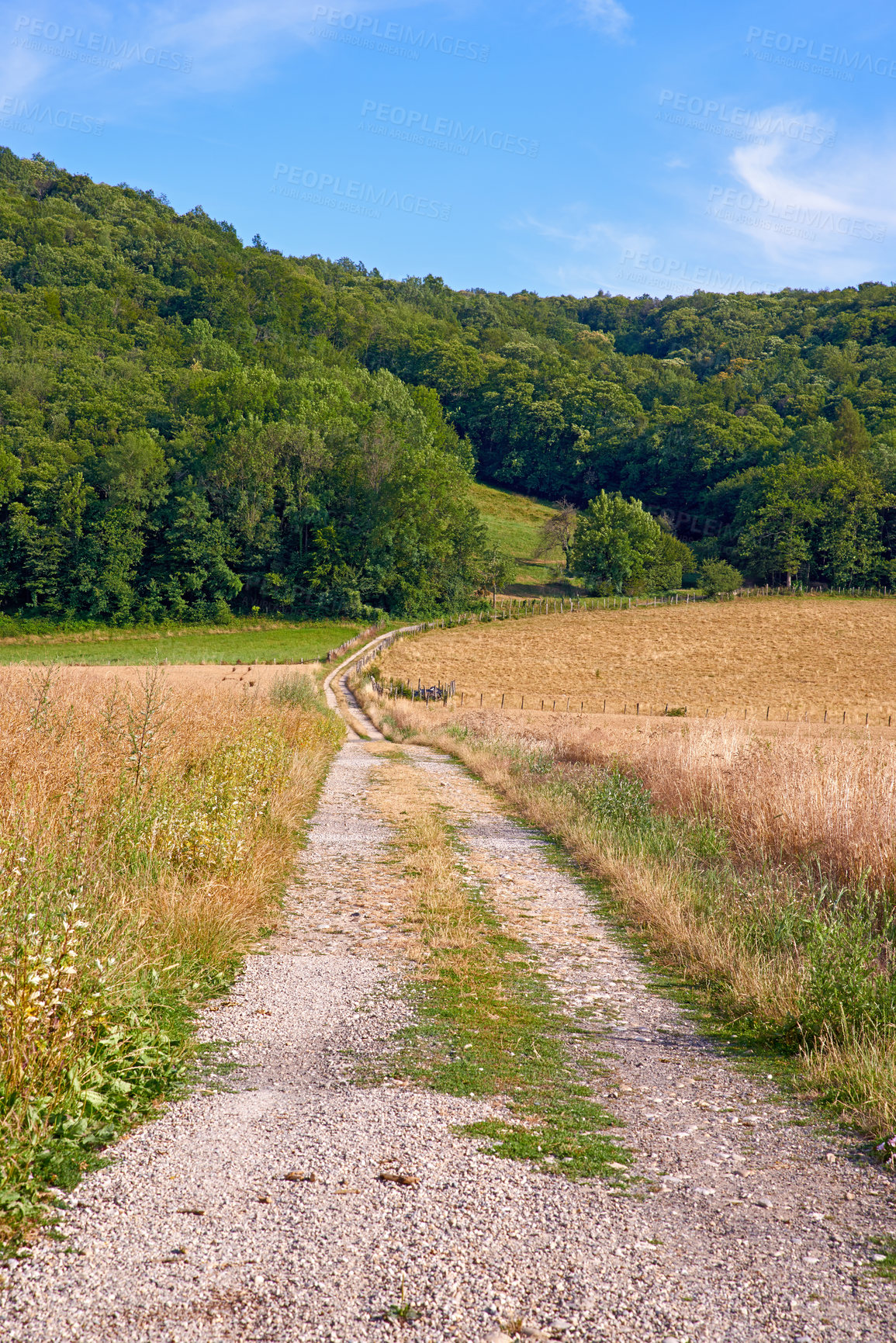 Buy stock photo Dirt road on a farm land leading into a green forest with blue sky background. Rough path with a yellow wheat field on a sustainable agriculture farmland. Empty farming grassland by the countryside