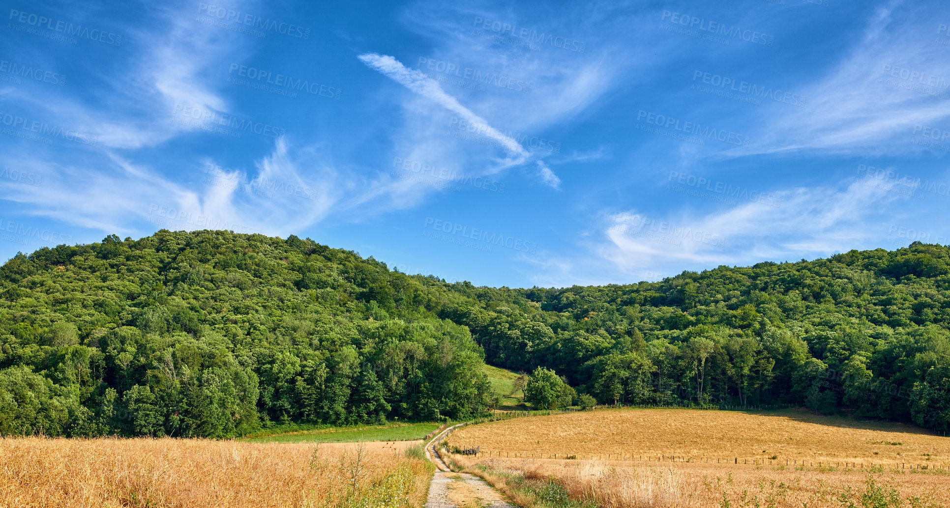 Buy stock photo Green forest trees near a farm land with dirt road on a blue cloud sky background. Deforestation of nature landscape to make way for yellow wheat fields in sustainable and agriculture farming