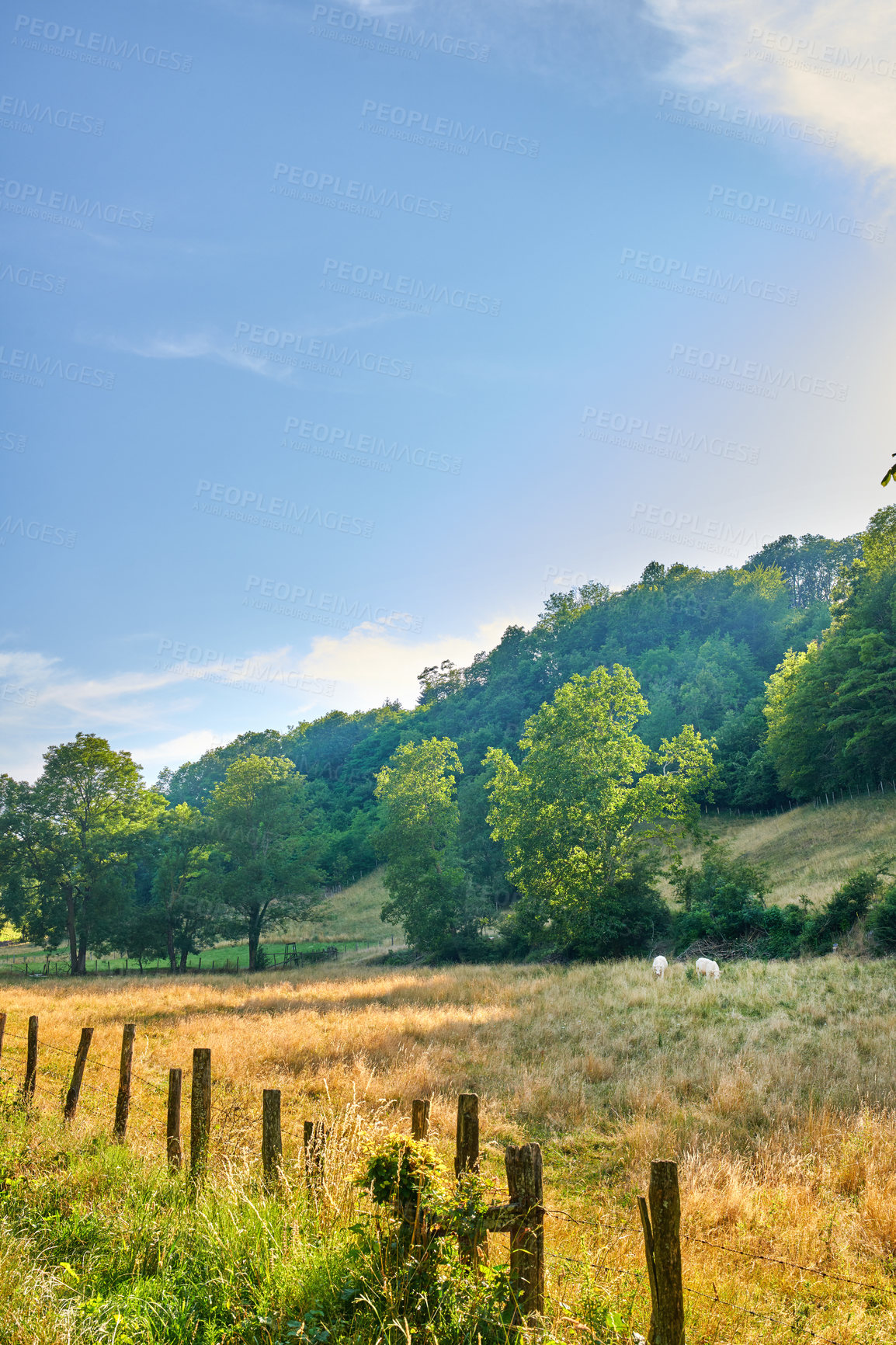 Buy stock photo Rural farm land with green trees in the quiet countryside growing on a forest hill on sunny day in France. Peaceful and calm nature landscape of wheat fields and pasture outside Lyon with copy space