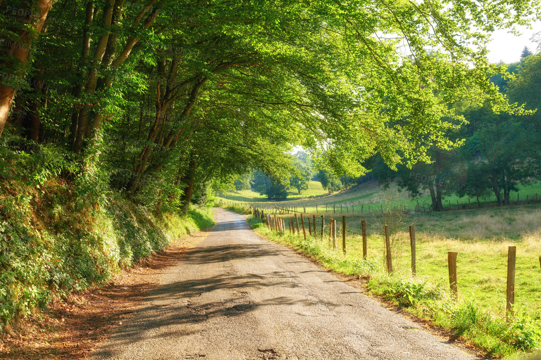 Buy stock photo A countryside road between forest trees and grassland or farm pasture in a remote area. Landscape of an empty and secluded path with leaves providing shade along farmland with greenery