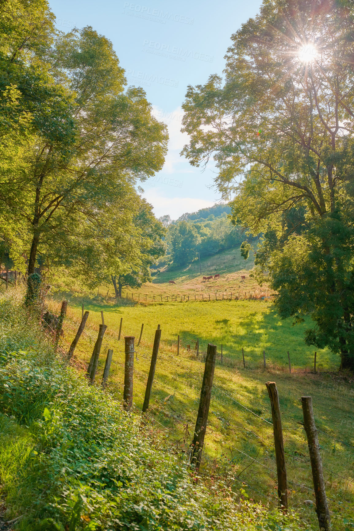 Buy stock photo Natural green field view of trees and grass. Beautiful walk through tall trees and wooden fencing stakes setting a path surrounded by nature. Sunny day blue sky and life around the country side.
