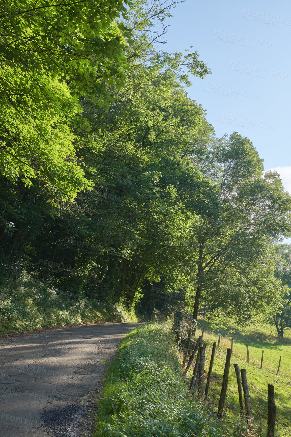 Buy stock photo Countryside road through agricultural fields shaded by trees against a clear blue sky. Quiet nature landscape of woods and field or meadow on an empty path. On route to a quiet and peaceful place