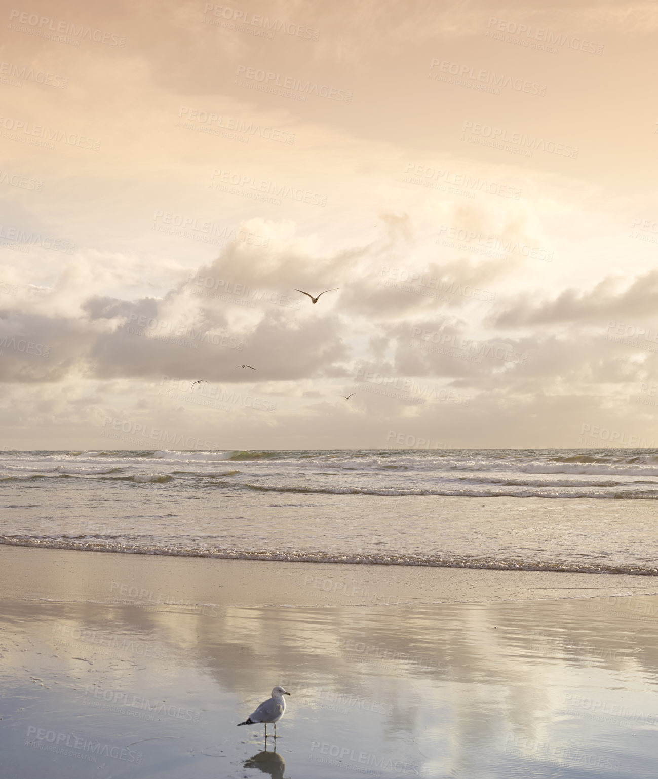 Buy stock photo Tourism, space and bird at beach in nature, water location and cloudy sky in summer travel. Waves, seagull and trip at seaside with coastline, tropical destination and seascape in Indonesia.