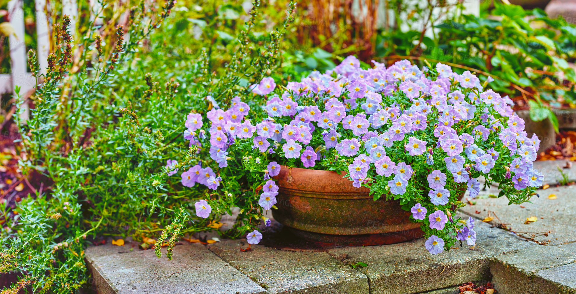 Buy stock photo A flower pot in the garden