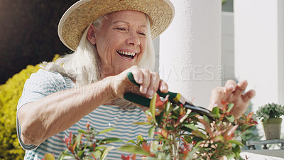 Buy stock photo Senior, woman and trimming of plants in garden, home and smile for nature, outdoor and summer to relax. House, ecology and elderly person with hobby, happiness and hat for sun, retirement and weekend