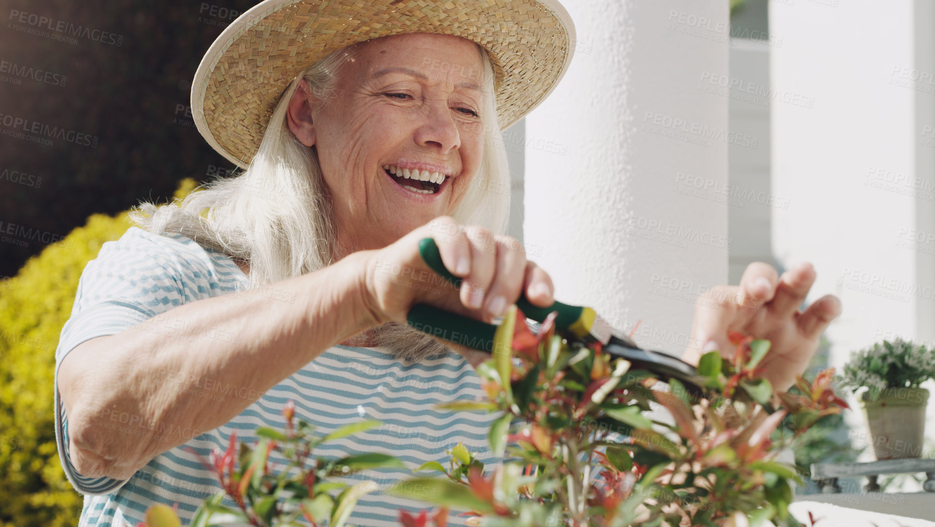 Buy stock photo Senior, woman and trimming of plants in garden, home and smile for nature, outdoor and summer to relax. House, ecology and elderly person with hobby, happiness and hat for sun, retirement and weekend