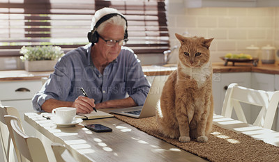 Buy stock photo Senior man, laptop and headphones in home for elearning, online class and studying language. Tech, headset and mature man in kitchen with retirement for planning vacation, cat and travel schedule