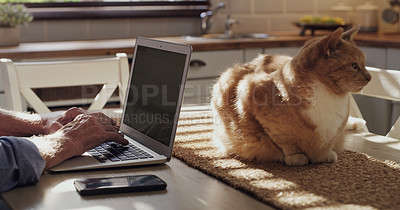 Buy stock photo Person, laptop and kitchen with cat, home office and remote work for internet and feline website. Freelance writer, pet and email for technology, comfort and online business or blog for animal friend