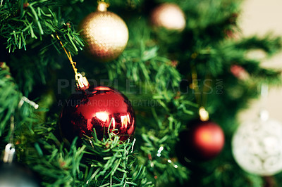 Buy stock photo Holiday decoration with christmas ball and tree, festive celebration zoom with tradition in house. Red, glitter sphere for Christmas tree with decorating closeup and celebrate with bauble in home