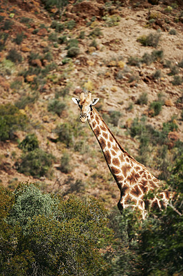 Buy stock photo Shot of a giraffe in its natural habitat