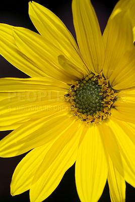 Buy stock photo A series of beautiful garden photos