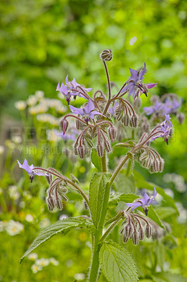 Buy stock photo A series of beautiful garden photos