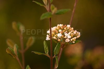 Buy stock photo Small white flowers growing in a garden with copy space. Closeup of beautiful arrowwood or korean spice viburnum carlesii from the adoxaceae species blooming and blossoming in nature during spring
