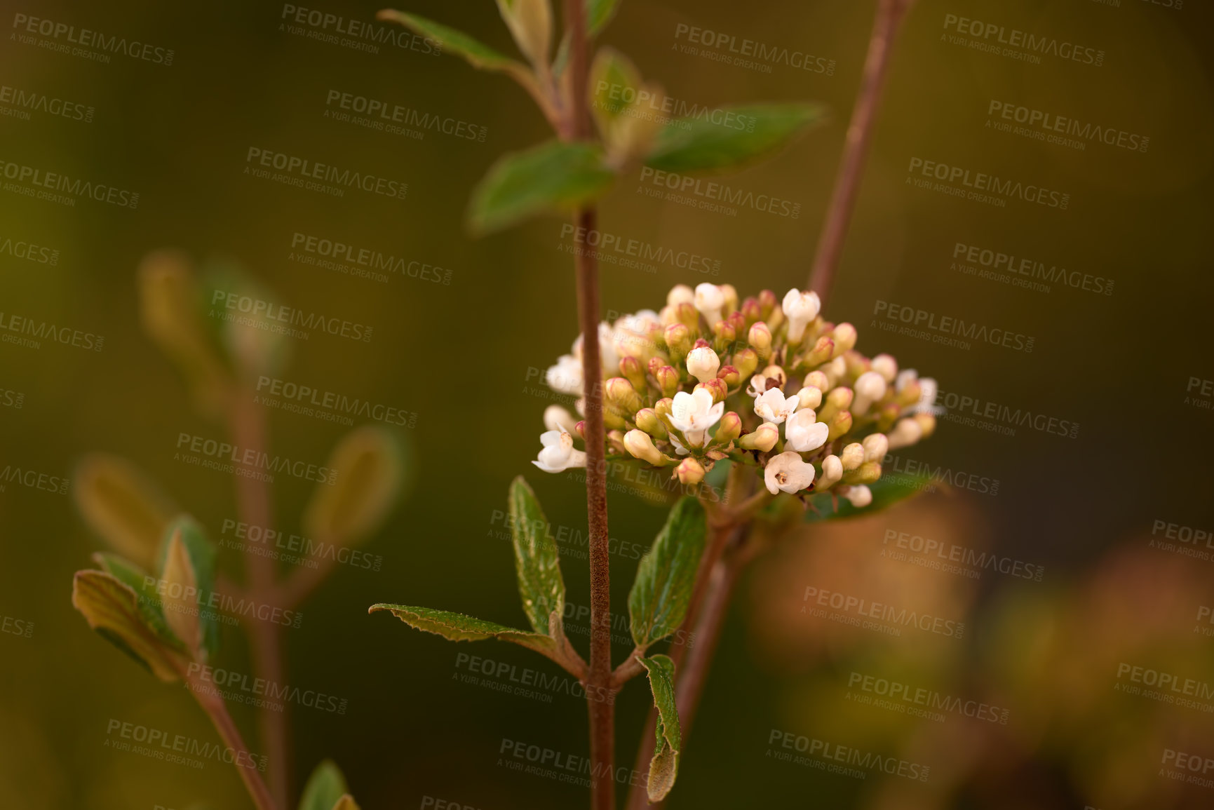 Buy stock photo Small white flowers growing in a garden with copy space. Closeup of beautiful arrowwood or korean spice viburnum carlesii from the adoxaceae species blooming and blossoming in nature during spring
