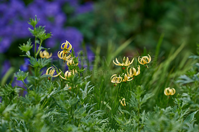 Buy stock photo A series of beautiful garden photos