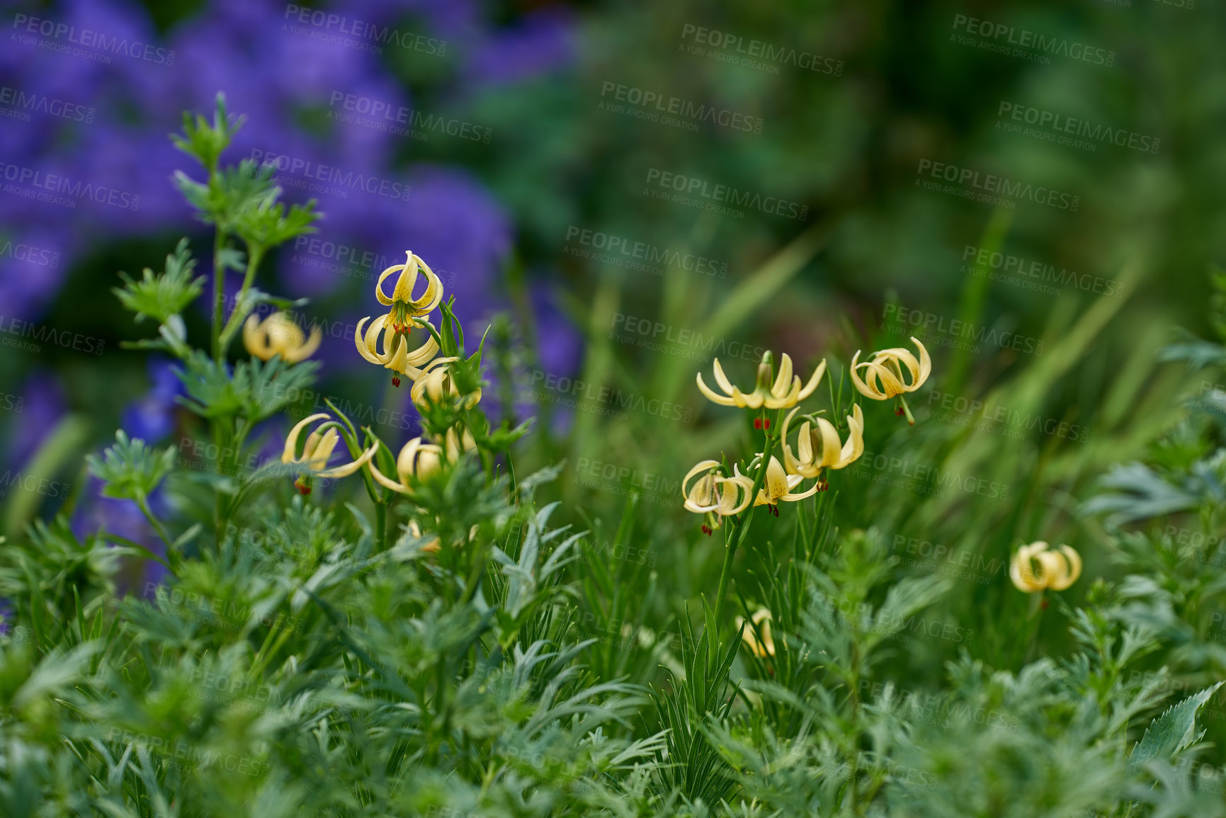 Buy stock photo A series of beautiful garden photos