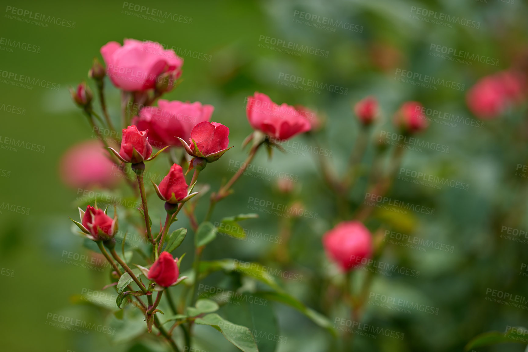 Buy stock photo A photo of a beautiful rose in the garden