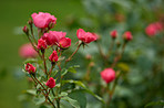 Red garden rose